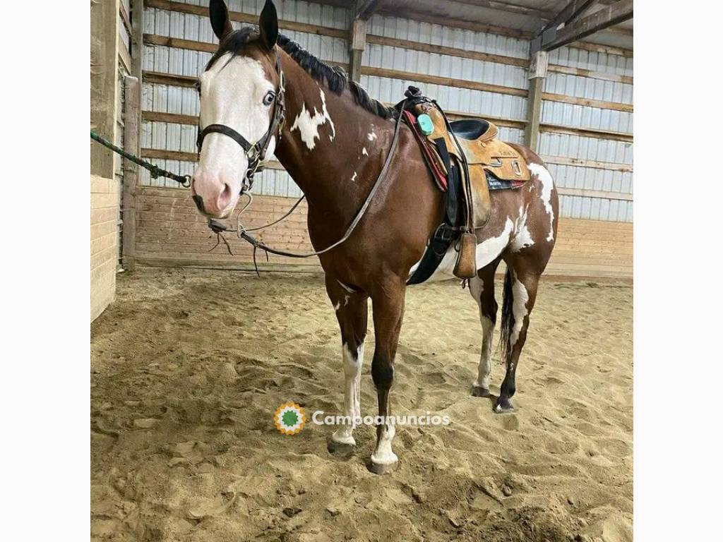 Vendo caballo cuarto de milla en Vizcaya