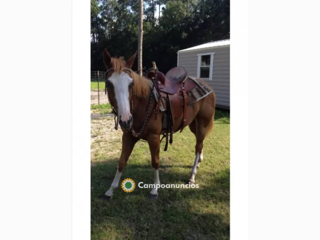 Vendo caballo cuarto de milla en Tenerife