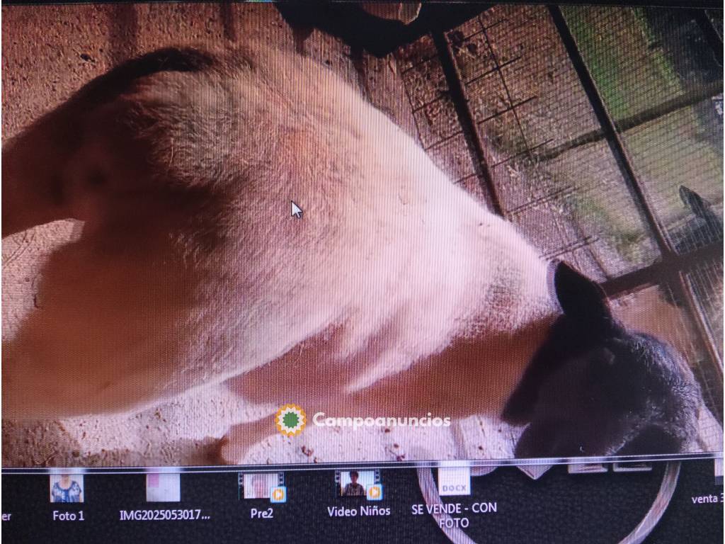 Vendo Dorper Machos en Vizcaya