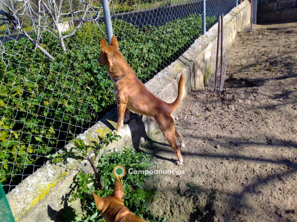 Vendo podenco andaluz macho y hembra. en Granada