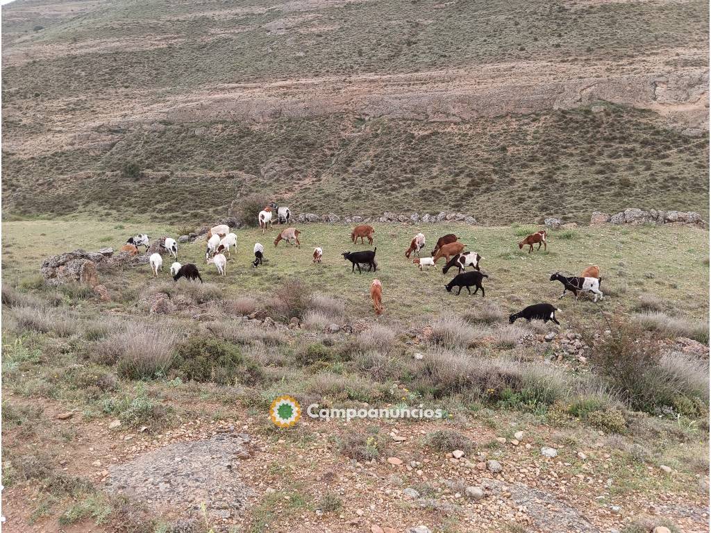 Vendo rebaño de 25 cabras en Soria