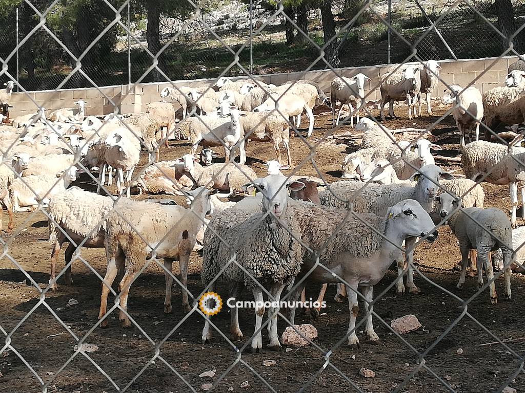 Vendo rebaño ovejas raza Segureña en Albacete