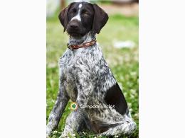 Venta  Bebederos de Hormigón para Perros