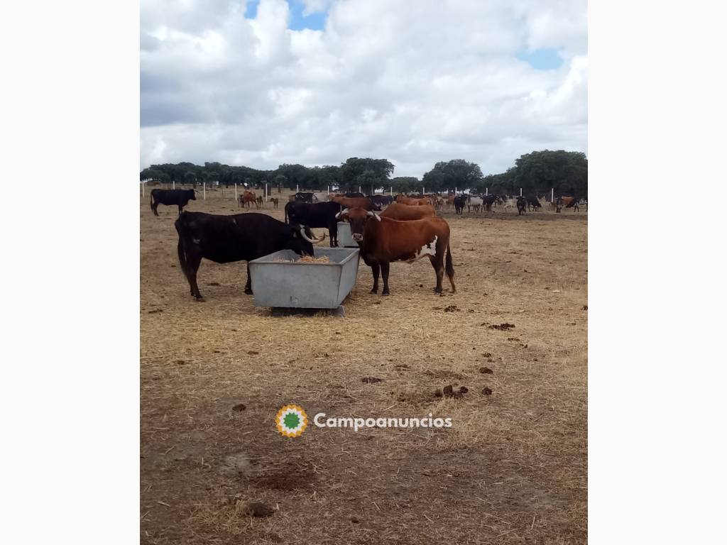 Venta  Bebederos y Comederos de Hormigón en Cáceres