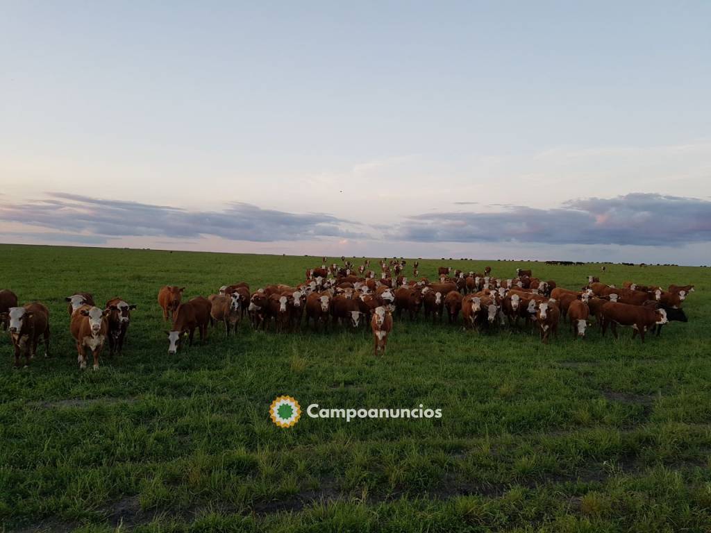 Venta Campo A Tranquera Cerrada 3800ha  en Badajoz