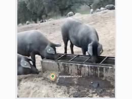 Venta de Bebederos Comederos de Hormigón