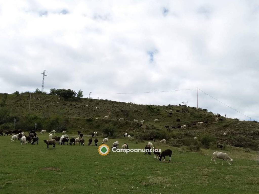 Venta de ovejas preñadas en La Rioja