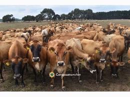 Venta de razas de ganado lechero 