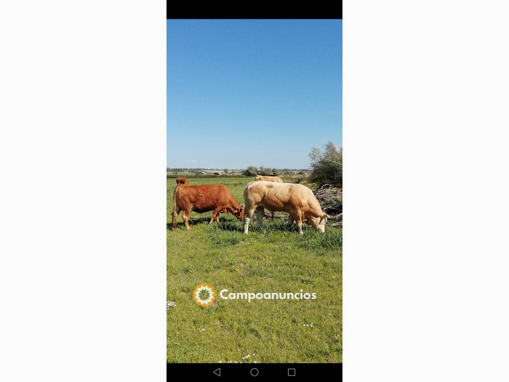 Venta de vacas en Cáceres