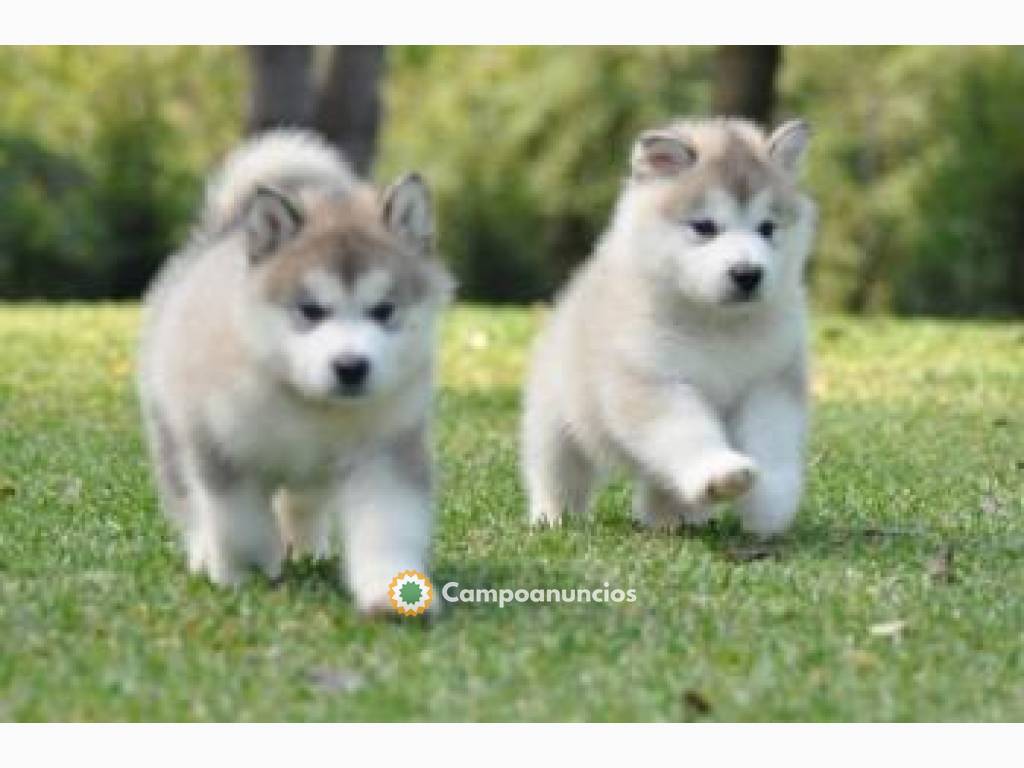 Wassapp 612593525 ALASKAN MALAMUTE en Ourense