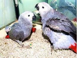 whatsapp +34631077932  Regalo loros ya