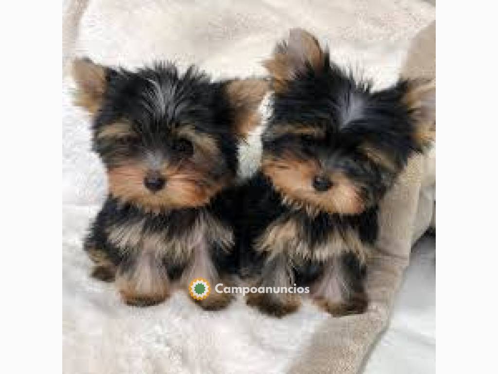  yorkshire terrier en Madrid