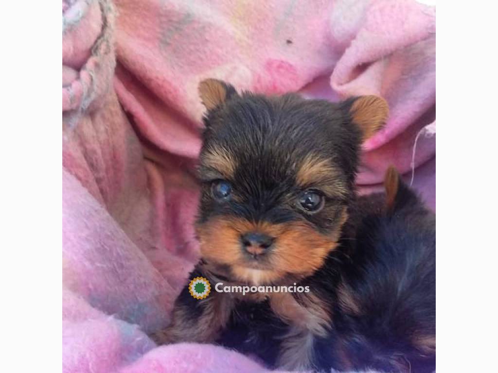 Yorkshire terrier en Valencia