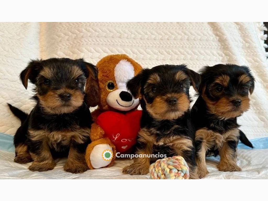 yorkshire terrier mini toy en Tenerife