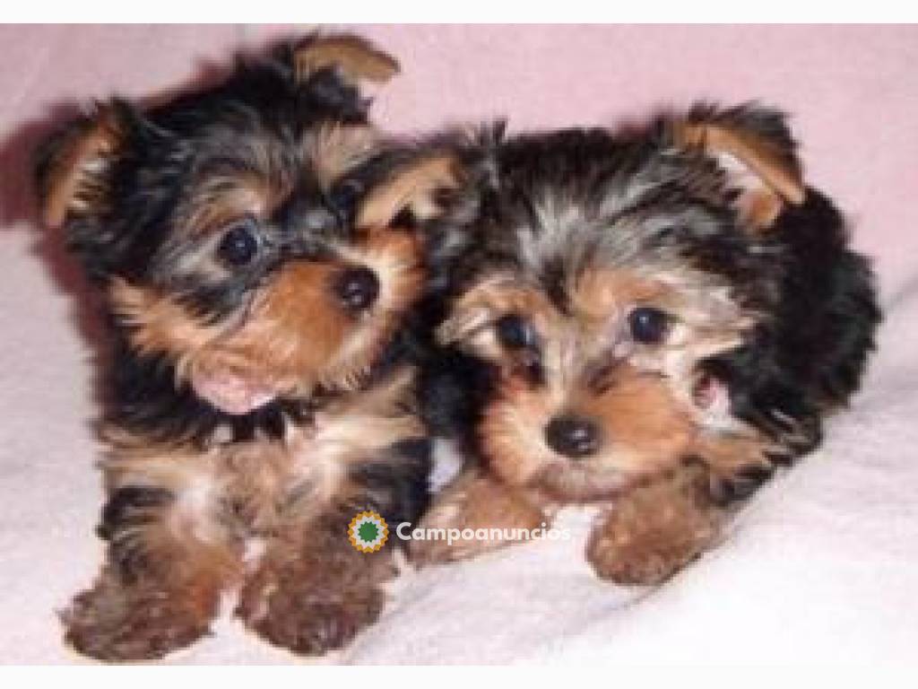 YORKSHIRE TERRIER MINI TOY EN ADOPCION en Huesca