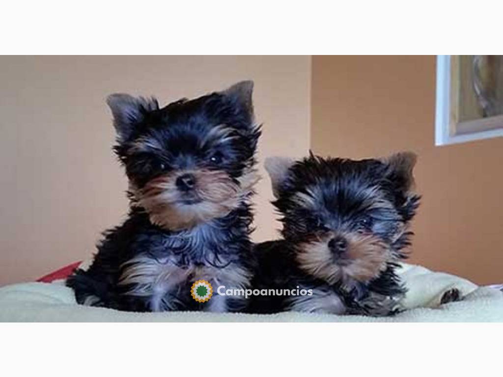 YORKSHIRE TERRIER MINI TOY EN ADOPCION en Tenerife