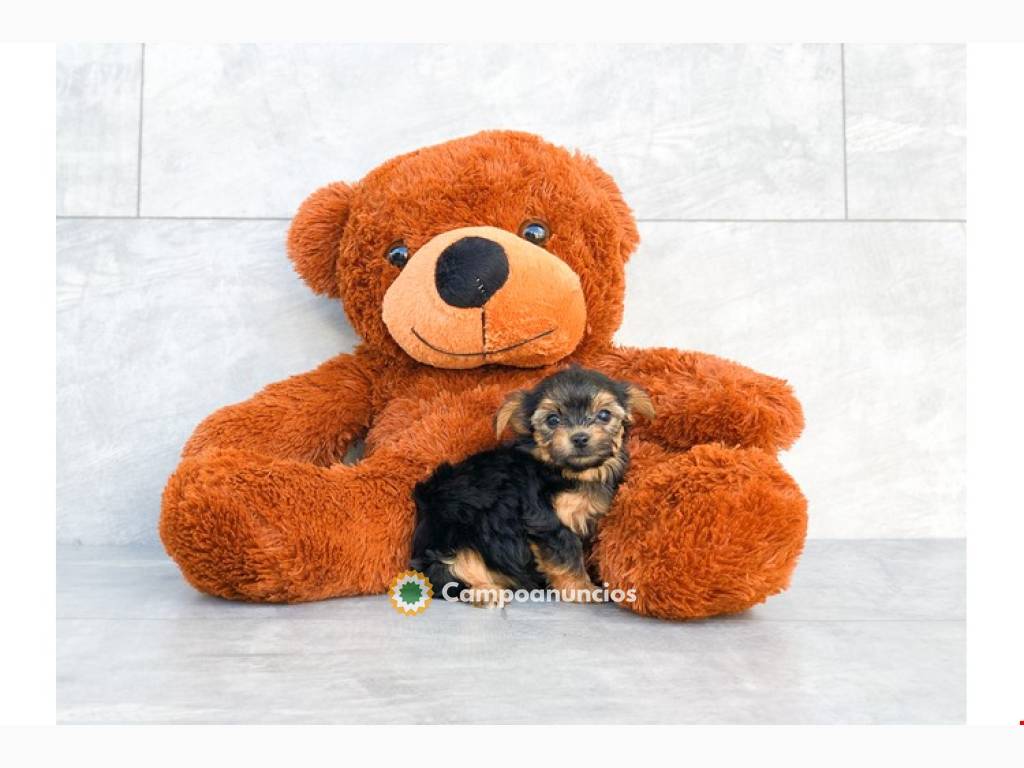 Yorkshire Terrier Pups en Tenerife