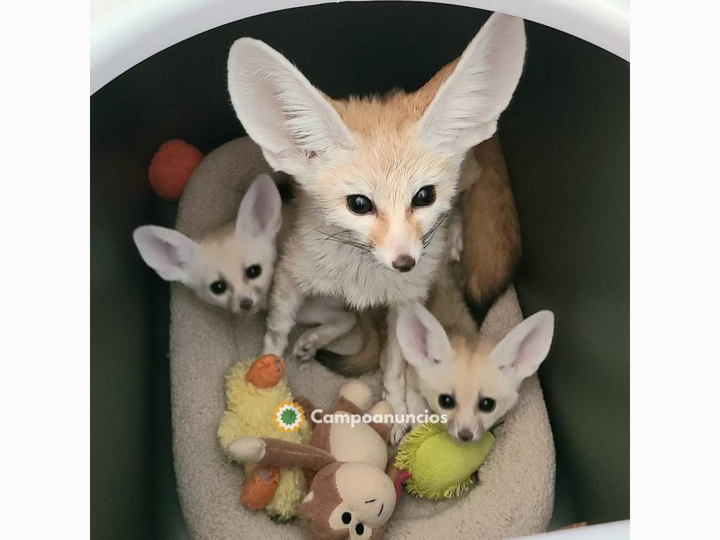 Zorros Fennec a la venta en Madrid